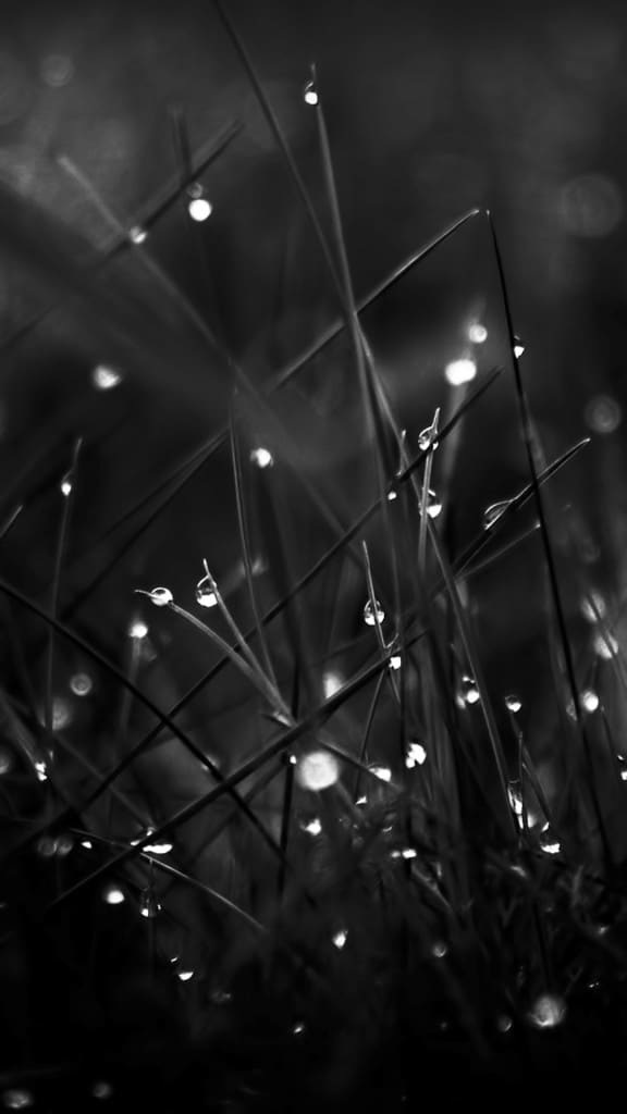 Leafy-Grass-Landscape-iphone-6