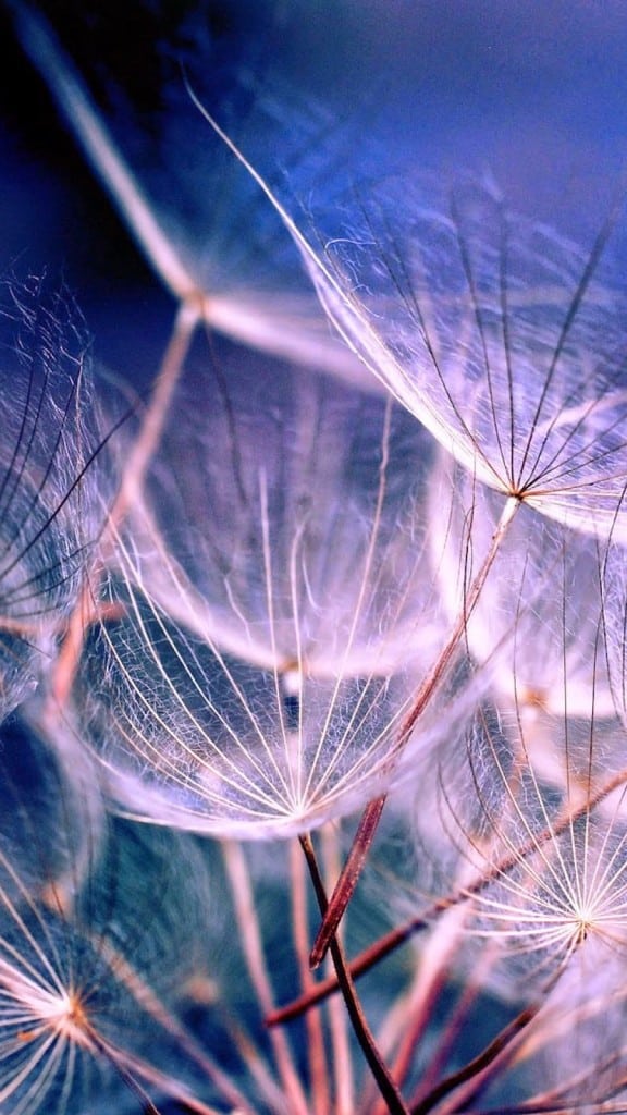 Macro-Dandelions-iPhone-6-plus-wallpaper