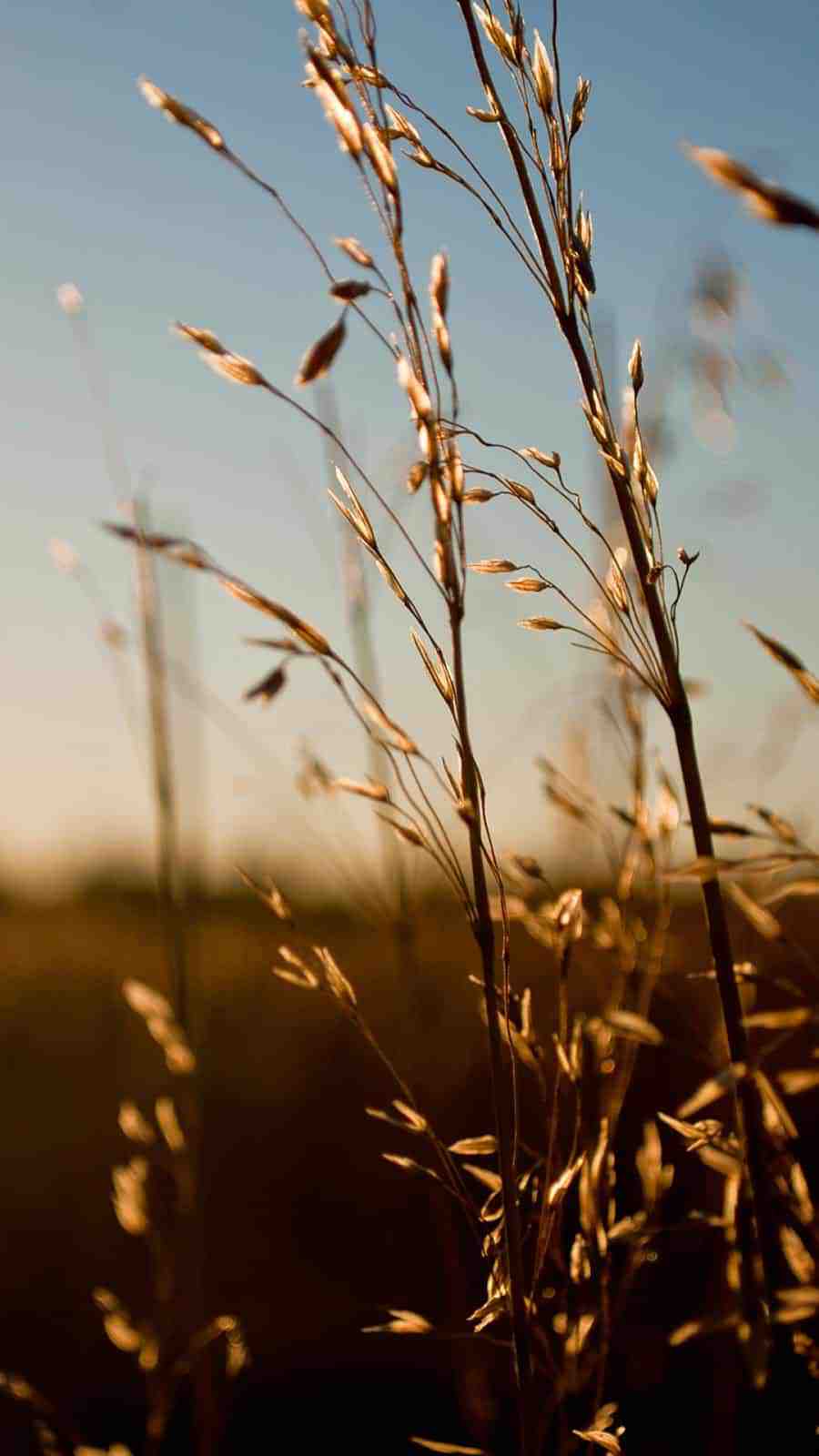 beautiful iPhone wallpapers