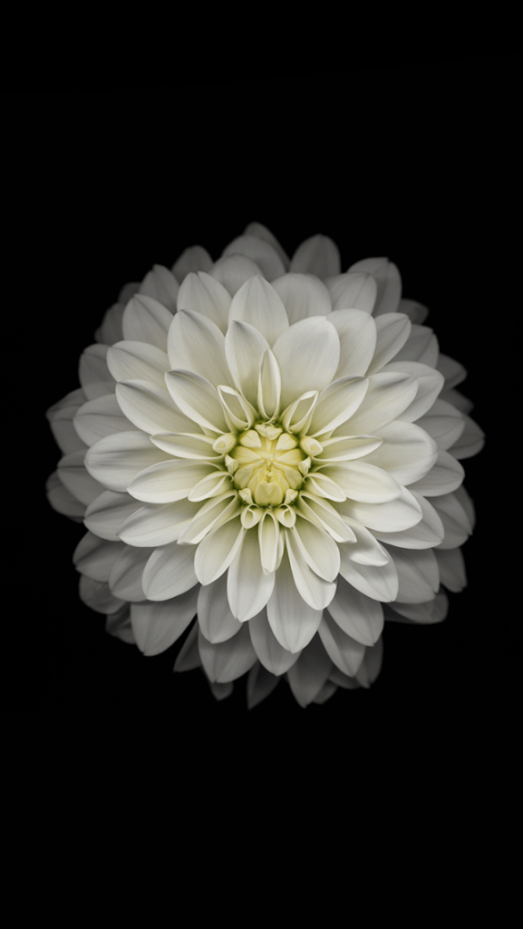 flower background